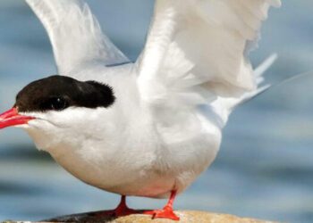 World Migratory Bird Day spotlights