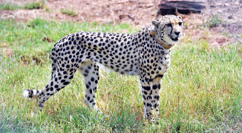 cheeta