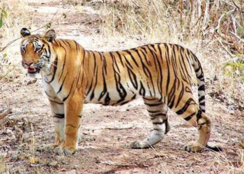 The roar of the rescued tiger will echo in Tamor Pingla Tiger Reserve.
