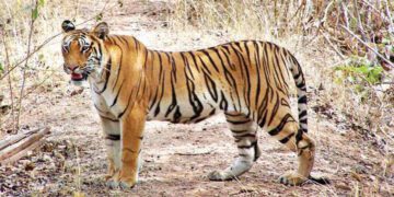 The roar of the rescued tiger will echo in Tamor Pingla Tiger Reserve.
