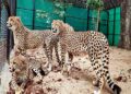 Why the cheetahs matter