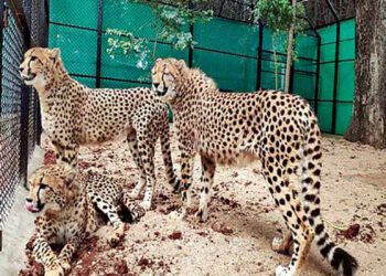 Why the cheetahs matter