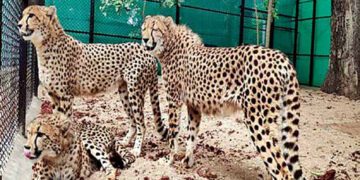 Why the cheetahs matter