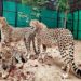 Why the cheetahs matter