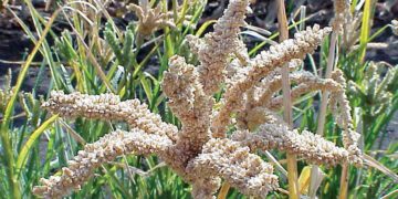 Band, Bajra and Bharat