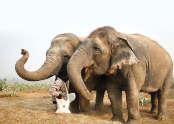 On the rescue of an elephant