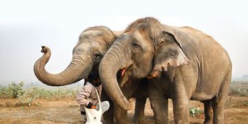 On the rescue of an elephant