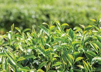 Pest attacks worrisome for tea planters