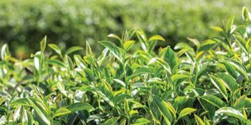 Pest attacks worrisome for tea planters