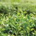 Pest attacks worrisome for tea planters