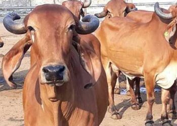 Cow urine not good for human consumption
