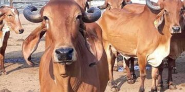 Cow urine not good for human consumption