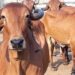 Cow urine not good for human consumption