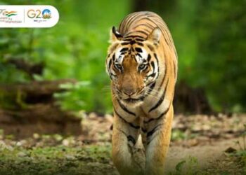 India is home to 75% of global tiger population