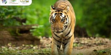 India is home to 75% of global tiger population