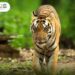 India is home to 75% of global tiger population