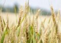 Centre may relax wheat procurement norms