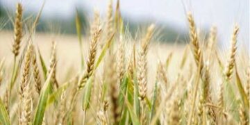 Centre may relax wheat procurement norms