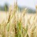 Centre may relax wheat procurement norms