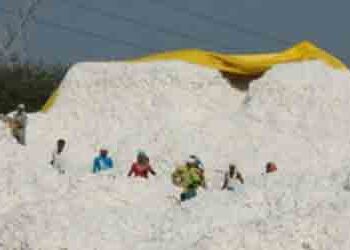 Photo credit Cotton Corporation of India