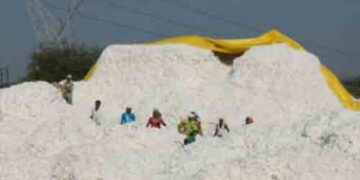 Photo credit Cotton Corporation of India