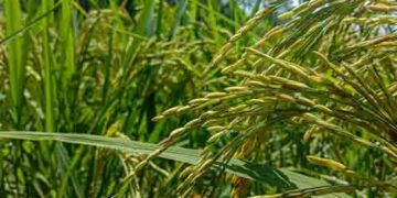 MSP for Kharif crops
