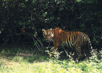 The day of the TIGER