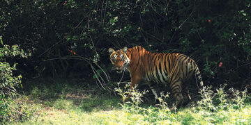 The day of the TIGER