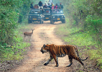 The day of the TIGER