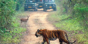 The day of the TIGER