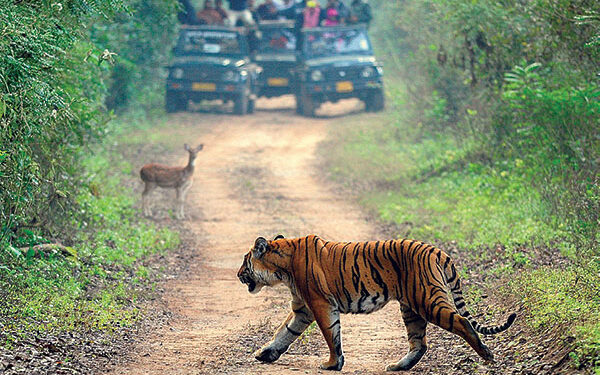The day of the TIGER