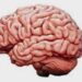 brain