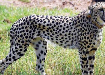 Cheetahs will survive in India One should not expect immediate results, says top expert
