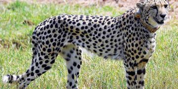 Cheetahs will survive in India One should not expect immediate results, says top expert