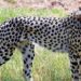 Cheetahs will survive in India One should not expect immediate results, says top expert