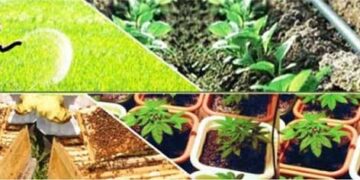 PHOTO CREDIT Ministry of Agricultural & Farmers Welfare