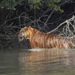 Sundarbans