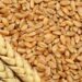 wheat