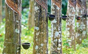 Kerala rubber planters