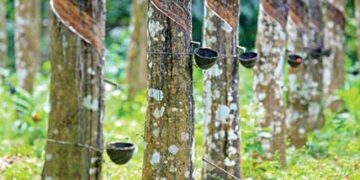 Kerala rubber planters