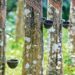 Kerala rubber planters