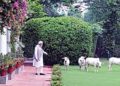 Prime Minister Narendra Modi in the company of cows, at his official residence