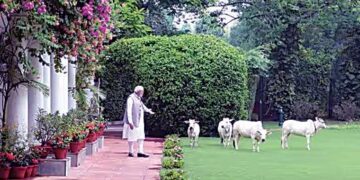 Prime Minister Narendra Modi in the company of cows, at his official residence
