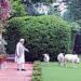 Prime Minister Narendra Modi in the company of cows, at his official residence