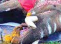 elephants die in Kerala