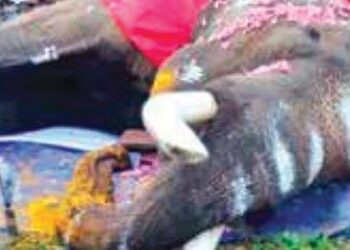 elephants die in Kerala