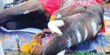 elephants die in Kerala