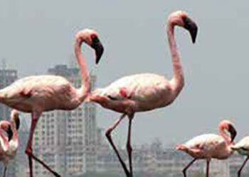 flamingos