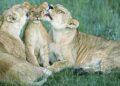 SHARED PARENTING