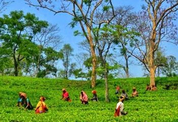 Tea trade